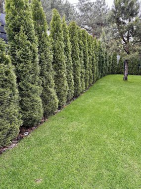 Verimli yeşil çimenler, bahçenin manzarasını geliştiren güzel şekilli bir Thuja ağacına sahiptir. Bu dingin açık alan, doğal güzelliğin rahatlığı ve keyfi için mükemmeldir.