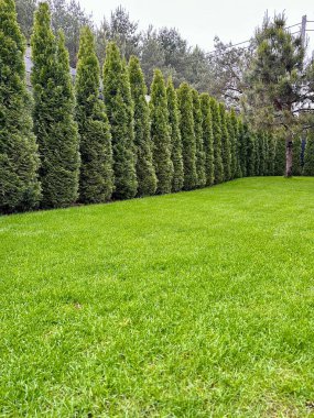 Bereketli yeşil bir çimenlik, manzarayı güzelleştiren mükemmel şekilli bir Thuja ağacı sergiliyor. Bu sakin açık alan güzelliği somutlaştırıyor. Rahatlamak ve doğanın huzurunun tadını çıkarmak için ideal..
