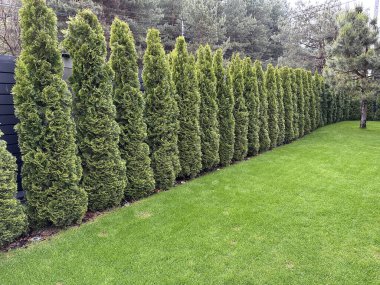 Göz kamaştırıcı bir manikürlü çimenlikte mükemmel şekilli bir Thuja ağacı sergileniyor ve manzaraya zarafet katıyor. Bu sakin açık alan rahatlamak ve doğanın güzelliğini takdir etmek için idealdir..