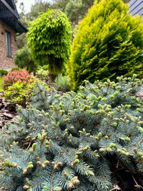 Canlı bir yeşil bitki koleksiyonu ve çiçek açan eşkıya avlunun peyzaj tasarımını geliştirir, bereketli, davetkar bir ortam yaratır rahatlamak ve doğanın tadını çıkarmak için mükemmel..