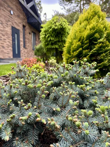 Güzel yeşil bitkilerin ve çiçek açan eşkıyanın çarpıcı görüntüsü avlunun manzarasını güzelleştirir, doğanın güzelliğini kutlayan sakin ve davetkar bir açık hava alanı yaratır..