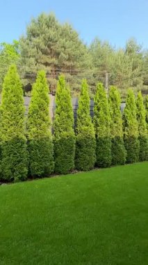 Parktaki yeşil çalılar