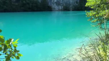 Ormandaki nehrin güzel manzarası