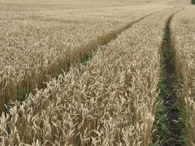Geniş bir buğday tarlası olgunlaşmış buğday kulakları güneş ışığında güneşleniyor. Bu tarımsal bolluk sahnesi çiftçiliğin özünü somutlaştırıyor ve doğanın güzelliğini kutluyor..