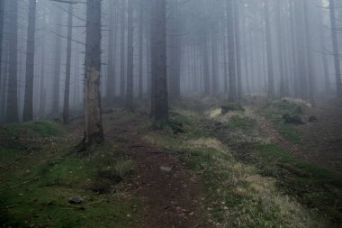 Ormanda sis, karamsar dağ kozalaklı orman