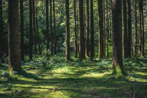 Green conifer forest with tall trees and moss