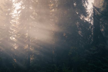 Sabah sisinin içinden gün ışığı geliyor.