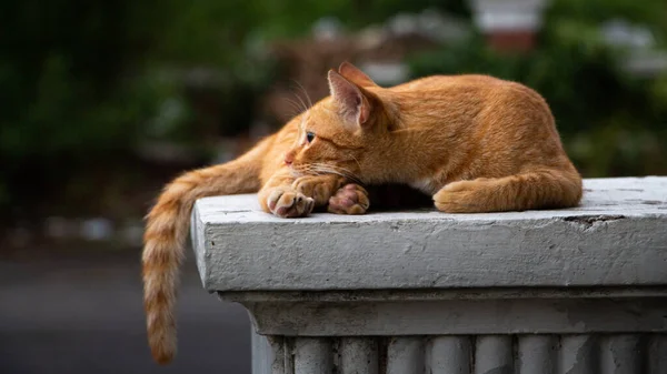 Милий Червоний Вуличний Кіт Лежить Бетонному Парапеті Розмитому Фоні — стокове фото
