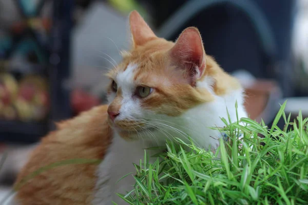 Помаранчевий Кіт Любить Їсти Бамбукові Рослини — стокове фото