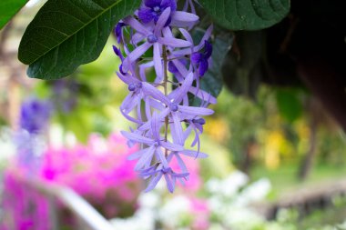 Petrea volume, Güney ve Orta Amerika 'da yetişen renkli bir sarmaşıktır. 9 metreye kadar uzayabilen güçlü bir sarmaşıktır. Yapraklar koyu yeşil, parlak ve oval. Çiçekler parlak mor..  