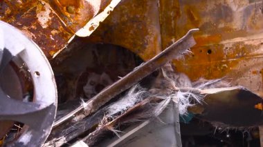 Toprakta bulunan paslı metal dalın detaylı bir görüntüsü. Arka planda otomotiv lastiği ve kenarı olan bir karasal bitki yakınında.