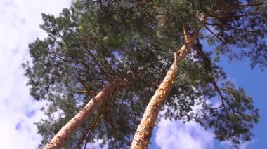 Görkemli kozalaklı bir çam ağacını, berrak mavi bir gökyüzüne karşı hayran bırakmak, doğal manzarayla uyumlu bir şekilde harmanlamak. Ağacın ince dalları ve sırıkları çok güzel duruyor.