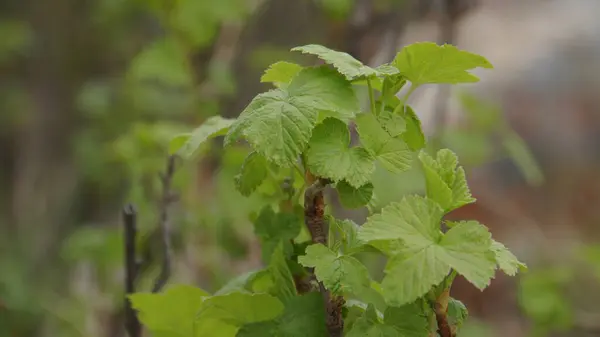 Canlı yeşil yaprakların yakın görüntüsü çeşitli sağlıklı asma bitkilerinde bulunan yeni büyümeyi güzel bir şekilde gösteriyor.
