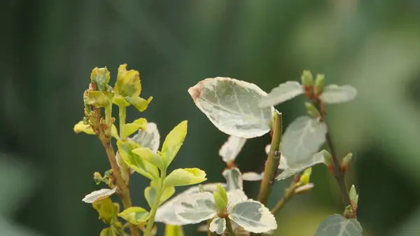 Detaylı bir çekim, bölgenin her yerinde benzersiz çeşitlilik ve taze büyüme gösteren canlı yeşil yaprakları yakalar.