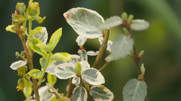 Taze yaprakların karmaşık ve canlı ayrıntıları güzelliğin ihtişamını güzel bir şekilde gözler önüne seriyor.