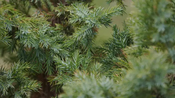 Bu canlı yeşil yaprakların detaylı bir görüntüsü, doğanın ihtişamını güzel bir şekilde gözler önüne seriyor.