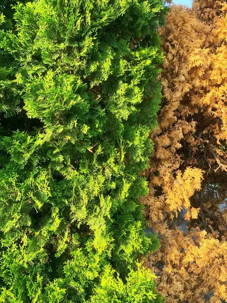 Yeşil yapraklar ve zengin altın sarısı kahverengilerden oluşan canlı bir zıtlık, doğal gösterişli mevsimsel değişiklikler.