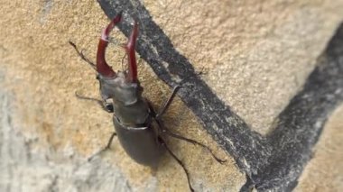 Etkileyici çene kemikleri desenli bir yüzey üzerinde sergilenen bir geyik böceğini gösteren çarpıcı bir yakın çekim.
