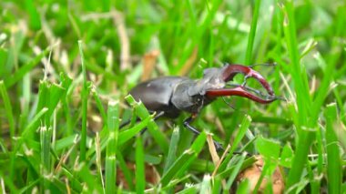 Bu görüntü canlı bir doğal ortamda otların arasında sürünen bir geyik böceğinin yakın çekimini gösteriyor.