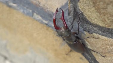 Bu, geyik böceğinin taştan bir duvara tırmanırken kendine özgü boynuzlarını gösteren yakın çekim görüntüsü.
