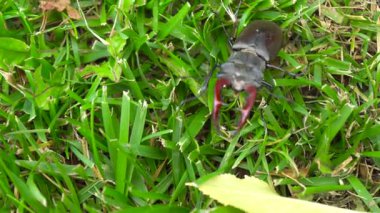 Muhteşem bir geyik böceği yemyeşil çimlerin arasında zarif bir şekilde geziniyor ve etkileyici çene kemiklerini gururla gösteriyor.