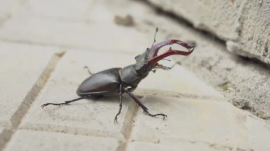 Kiremit kaplı bir yüzeyde uzun ve ayırt edici boynuzlarını gösteren çarpıcı ve renkli bir böceği gözlemleyin.