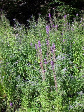 Purple Lythrum salicaria in the Banat Mountains, Romania