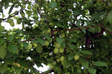 Prunus domestica subsp. syriaca veya Mirabelle eriği ağaçtaki olgunlaşmamış meyveler