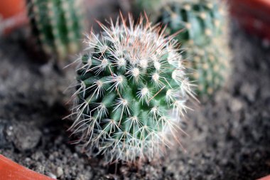 Daire olarak bebek kaktüsü.