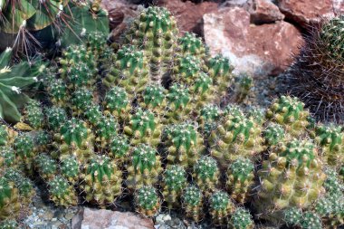 Dikenli ve Çiçekli Echinocereus Kaktüsü