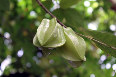 Yeşil Yıldız Meyvesi (Carambola) Ağaçta asılı