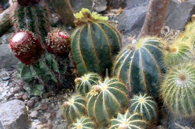 Keskin dikenli Ferocactus Glaucescens Blue Barrel Kaktüsü