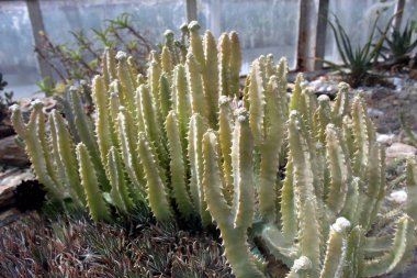 Arid Sera Ortamı 'nda Euphorbia resinisfera (Resin Spurge veya Fas Euphorbia)