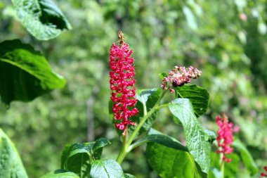 Pokeweed bitkisi (Phytolacca decandra) canlı kırmızı çiçek çivisi ve yeşil yaprakla çiçek açmış.