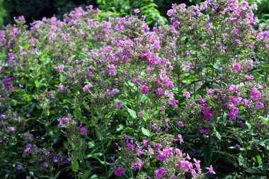 Phlox yazın çiçek açan paniklemiş.