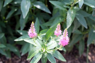 Veronica, çiçek açmış menekşe çiçekleri