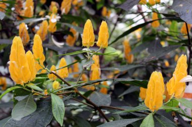 Thunbergia grandiflora Bengal Clockvine veya Blue Skyflower