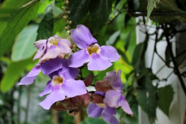 Thunbergia grandiflora Bengal Clockvine veya Blue Skyflower