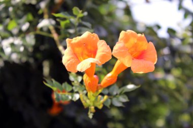 Canlı Ermeni Cranesbill Yaz Işığında Sardunya Psilostemon Çiçeği