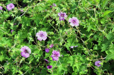 Canlı Ermeni Cranesbill Yaz Işığında Sardunya Psilostemon Çiçeği