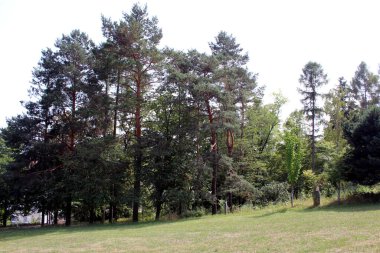 Kosice Slovakya 'da güneşli bir yaz gününde çam ağaçları ve çayırlarıyla huzurlu yeşil bir park