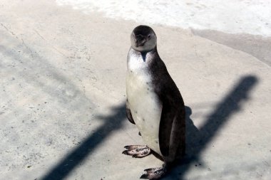 Humboldt Penguenleri Parlak Güneş Işığında Beton Yüzey Üzerine