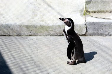 Humboldt Penguenleri Parlak Güneş Işığında Beton Yüzey Üzerine