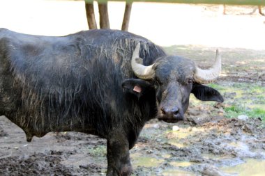 Su Bufalosu Çamurlu Bölgede Duruyor ve Kameraya Bakıyor