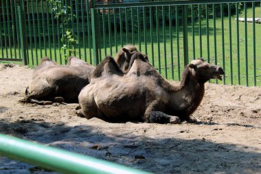 Bactrian Develeri Güneşli Gün 'de Kum İç Kaplamasında Dinleniyor