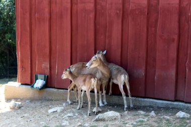 Kuru Dağ Habitatında Urial (Ovis aries vignei)