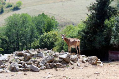 Avrupa Mouflon (Ovis musimon) Rocky Arazisinde Duruyor