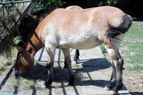 Przewalski 'nin atı açık havada samanla besleniyor.