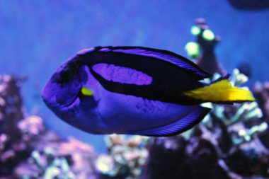 Mercan Kayalıklarında Parlak Mavi Tang Yüzüyor