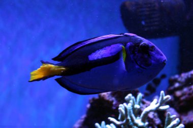 Mercan Kayalıklarında Parlak Mavi Tang Yüzüyor